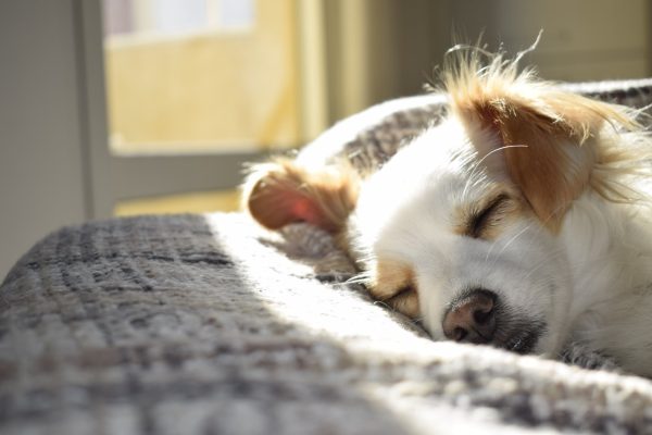 pet trust, image of face of a cute small dog sleeping in a dog bed