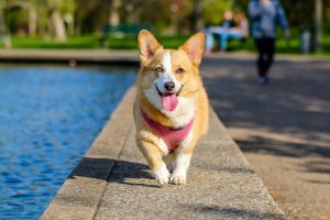 pet trust, image of Welsh Corgi walking next to water